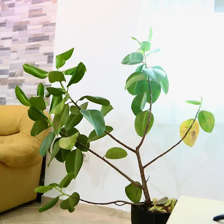 Appartement The Bllok Spot Tirana